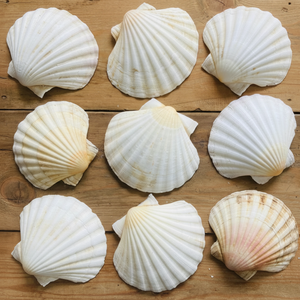 ETIQUETA LIMPIA DE CÁSCARAS VIETE PREMIUM DE VIETNAM - Product Image 1