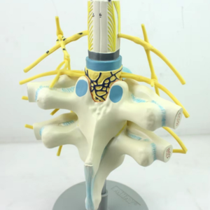 Equipo de enseñanza de ciencias médicas, modelo anatómico médico, modelo educativo, modelo de esqueleto de aumento del nervio espinal de PVC - Product Image 5