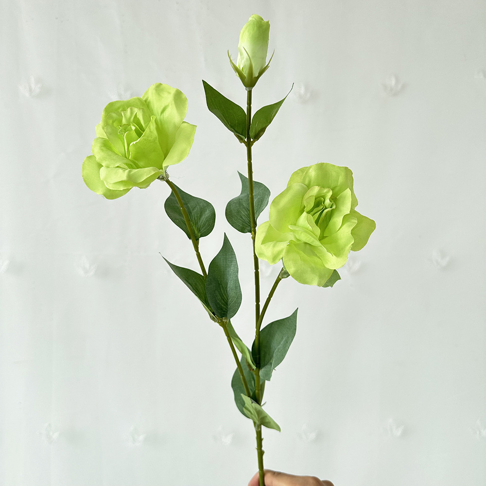 สวนพลัม, หัวลิลลี่ 3 ดอก, สีเขียวอ่อน