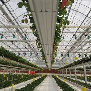 Gewächshaus intelligente Farm Aeroponik-, Wasserkultursystem 4-Fuß 480 W 600 W für Salat-NFT-Anbau