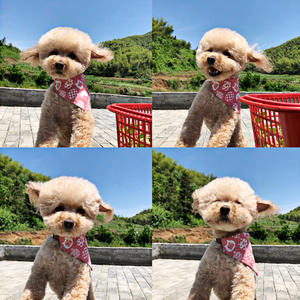 مريلة كلب جديدة قابلة للتعديل للكلاب الصغيرة الياقات ربطة العنق وشاح القط جرو عصابات للقطط الثلاثي القوس العلاقات الحيوانات الأليفة الاستمالة 35 - Product Image 3