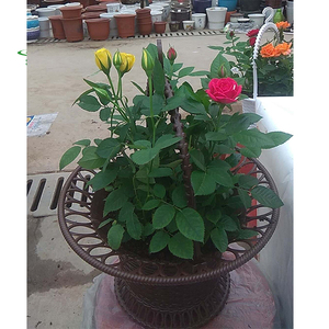 Jardinière en plastique Pp Pots De Fleurs Suspendus - Product Image 5