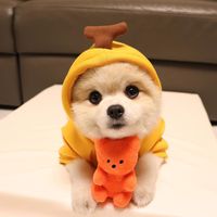 Jouet en peluche couineur pour chiens et chats, ours coréen en gomme, style décontracté de luxe, mignon, avec fonction sonore BB