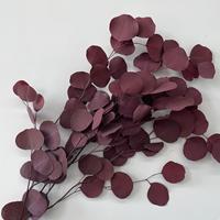 Bunga Eucalyptus Kering Alami Berkualitas Tinggi Harga Grosir 60cm+ untuk Hari Ibu, Thanksgiving, Valentine