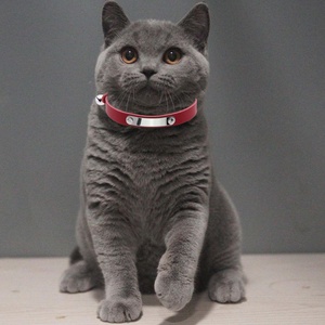 Collier en cuir pour <span class=keywords><strong>chat</strong></span> avec cloche Laisse pour chien et <span class=keywords><strong>chat</strong></span> Lettrage en acier inoxydable Produits pour animaux de compagnie - Product Image 2