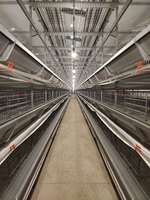 Équipement d'élevage avicole, système d'élevage de poules pondeuses, équipement avicole commercial