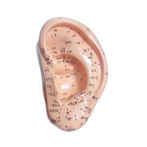 Modelo de Acupuntura de Oído de 13cm x 22cm, Reutilizable, con Diagrama de Puntos Estándar de Zonas de Reflejo - Product Image 1