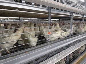 Nuovo strato automatico di alta qualità di pollo macchina di alimentazione di alta qualità gabbie di pollo - Product Image 5