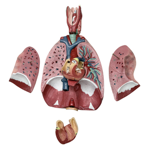 Modèle de <span class=keywords><strong>poumon</strong></span> grandeur nature 3/4, modèle d'<span class=keywords><strong>anatomie</strong></span> du larynx, du cœur et du <span class=keywords><strong>poumon</strong></span>, avec 7 parties amovibles pour l'enseignement, modèle de torse humain - Product Image 4