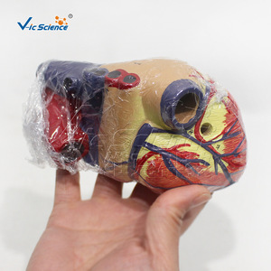 Modèle anatomique de cœur grandeur nature triple taille avec étiquettes numériques et structure cardiaque détachable ; adapté à l'usage médical - Product Image 4