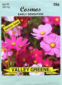 Set di 50 Bustine di Semi di Fiori Annuali Cosmos Early Sensation Biologici per Uso Pensile o a Terra per Creare <span class=keywords><strong>il</strong></span> Tuo Giardino <span class=keywords><strong>dei</strong></span> <span class=keywords><strong>Sogni</strong></span> - Product Image 2