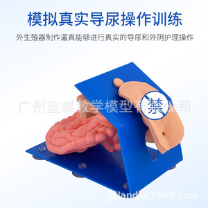 Modèle de cathétérisme urinaire masculin et féminin, pour la cathétérisme urinaire interne et externe des parties génitales masculines et féminines - Product Image 5