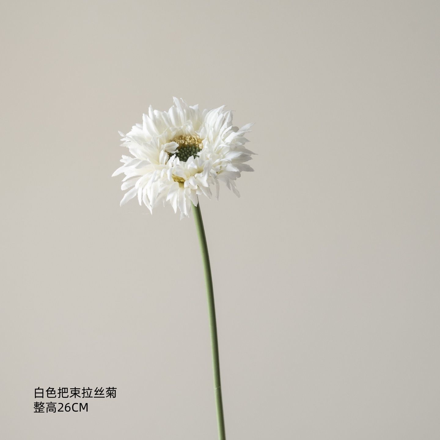 Marguerite blanche