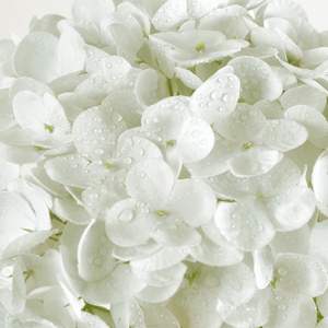 Flores de Hortensia Artificiales de Látex de Alta Calidad, Tacto Real, para Decoración de Mesa en Fiestas, Hoteles y Bodas, en Azul, Blanco y Rosa - Product Image 2
