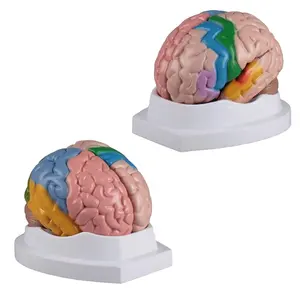 3d-модель человека пластиковый мозг