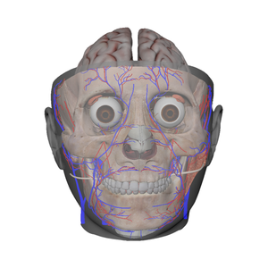 Обучающая модель 3D-печати, модель анатомических структур для головы и лица, кровеносных сосудов и мозга - Product Image 1