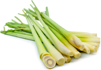 Vente en gros d'usine, poudre d'extrait d'herbe citronnelle naturelle, 99% de pureté, haute qualité, marque Core Pure, fût de 25 kg