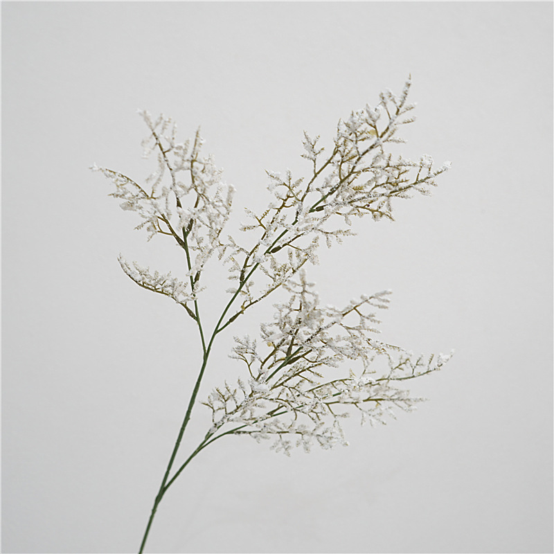 Petit amoureux herbe blanche