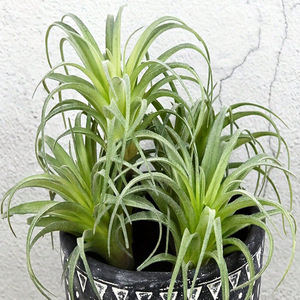 Plantes à Air Artificielles Faux Plantes Succulentes Petit <span class=keywords><strong>Tillandsia</strong></span> Look Réel Vert Premium Artisanat DIY Décor Floral pour La Maison - Product Image 4
