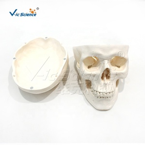 Modelo de Cráneo Anatómico de Tamaño Real, Cada Hueso del Cráneo Desmontable con Etiquetas Numeradas para Educación Médica - Product Image 4