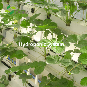 Vente en gros d'engrais organique AlgaNeo Ecklonia Maxima Auxin Algues 20% <span class=keywords><strong>Hormone</strong></span> d'enracinement potassique à haute teneur en acide alginique pour plantes - Product Image 4