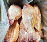 Exportation de tilapia rouge entier congelé de Chine, tilapia rouge GS, poisson congelé IQF, origine Chine