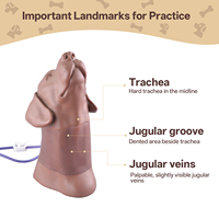 Matériel éducatif pour l'enseignement vétérinaire : Modèles de formation pour la ponction jugulaire canine, kit de prélèvement sanguin veineux pour la science médicale