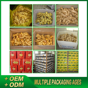 Jengibre con almidón rico Comida fragante Jengibre fresco madurado Jengibre de calidad de grado de exportación Disponible en tamaño mixto - Product Image 5