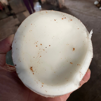 Verse Premium Kokosnoten In Het Goedkoopste Tarief Van Via Vietnam!