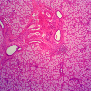 China-made Mixed Animal Pathology Prepared Slides Set Glass Microscope Slides for Medical Teaching in University and <strong>Lab</strong> - Product Image 5