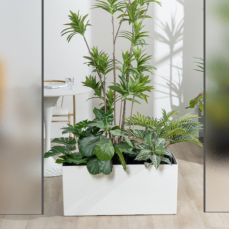 lucky bamboo plants for sale near me Lucky Bamboo main image 1