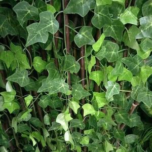 <span class=keywords><strong>Feuilles</strong></span> artificielles <span class=keywords><strong>de</strong></span> simulation <span class=keywords><strong>de</strong></span> <span class=keywords><strong>feuilles</strong></span> <span class=keywords><strong>de</strong></span> <span class=keywords><strong>patate</strong></span> douce en plastique, type liane, pour décoration murale, 100 <span class=keywords><strong>feuilles</strong></span> - Product Image 2