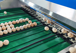 Mesin peningkat telur bebek ayam otomatis ukuran telur penyortir pengukur berat telur elektronik mesin penyortir penggunaan pertanian PLC - Product Image 5