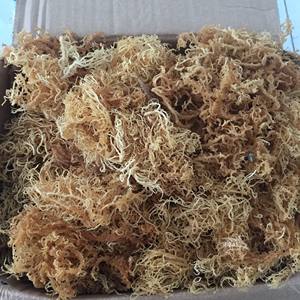 สาหร่ายคอตตอน2อบแห้งจากทะเลมอส0084817092069 WS 99ข้อมูลทองคำ - Product Image 6