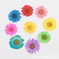 Fleur de marguerite séchée naturelle, emballage sous vide, fleur pressée pour la décoration de la maison en résine, la fabrication de bijoux, la décoration de coques de téléphone