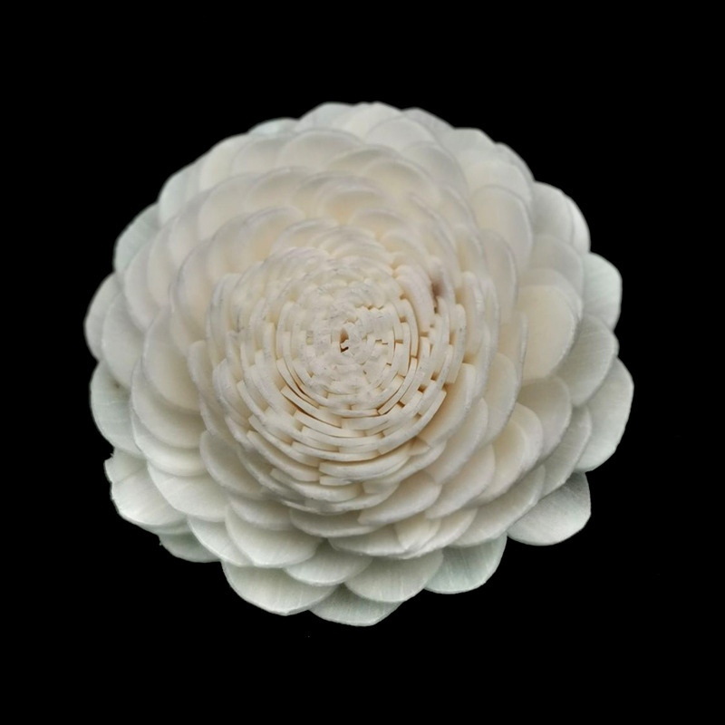 Chrysanthème sans pépins 8 cm-s021b08n