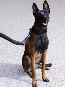 <span class=keywords><strong>Collar</strong></span> de perro táctico de alta calidad Kangdarpet-<span class=keywords><strong>Collar</strong></span> ajustable de nailon de 3,8 cm/5cm de ancho con acolchado suave para perros - Product Image 6