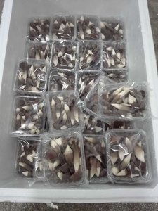 DETAN-termitas negras para exportación, venta al por mayor, 100% frescas - Product Image 5