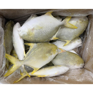 Pescado Pompano Congelado IQF, <span class=keywords><strong>Trachinotus</strong></span> <span class=keywords><strong>Ovatus</strong></span> Entero y Redondo, Envasado al Vacío, Venta al por Mayor - Product Image 1