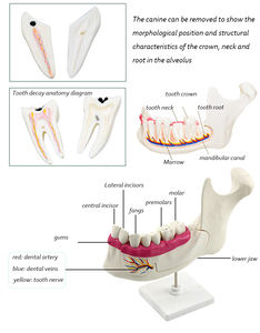 Dientes de plástico para dentición y artes marciales mixtas, modelo anatomico para dentición y artes marciales mixtas, instrumento de enseñanza científica - Product Image 5