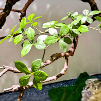 Arbre fleuri suspendu simulé pour décoration murale et plafond intérieure