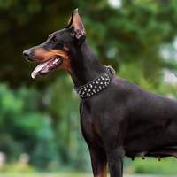 Collier pour chien en cuir PU avec rivet champignon Collier réglable pour chien à pointes larges Collier pour chien clouté durable