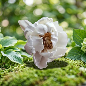 Fleurs décoratives artificielles en bois de Sola blanc de 5 cm, séchées en Thaïlande, pour diffuseur de parfum, écologiques, pour mariage et intérieur, vente en gros - Product Image 2