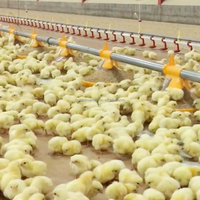 QA élevage de volaille système d'alimentation automatique à la casserole mangeoire à poulet pour poulailler