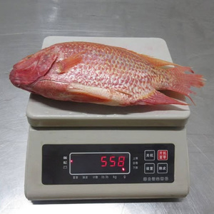 Produits de la mer frais et surgelés : Tilapia rouge, Pargo rouge, Tilapia, Exportation de poisson, Poisson surgelé, Pescado Tilapia Roja - Product Image 4