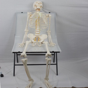 Sciedu Nam Chế Độ Bộ Xương y tế toàn thân Mô hình bộ xương người với dây thần kinh cột sống động mạch cảnh Mô Hình Bộ Xương Nam Trưởng Thành - Product Image 3