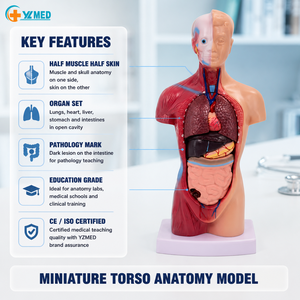 Maniquí de Anatomía del Torso <span class=keywords><strong>Humano</strong></span> de 28 cm con 15 Partes Removibles para la Enseñanza y <span class=keywords><strong>el</strong></span> Estudio de Órganos, para Estudiantes, con Certificación CE/ISO - Product Image 1