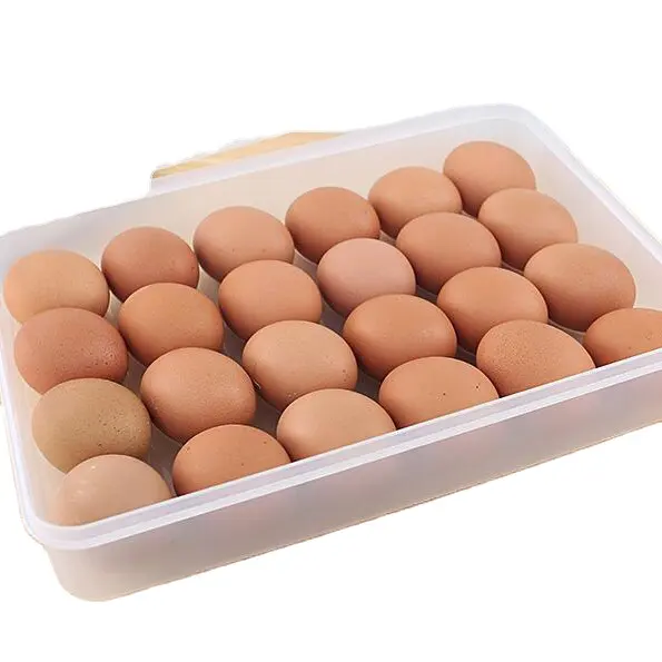 Bandeja reutilizável de plástico para ovos, venda de china, barata, 24 furos, pp