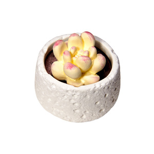 कारखाने प्रत्यक्ष फ्लैमेलेस एरोमाथेरेपी रसीले पोटेड प्लांट सजावटी रचनात्मक रेड डिफ्यूज़र घर के रहने वाले कमरे के लिए सोया मोम सेट - Product Image 5