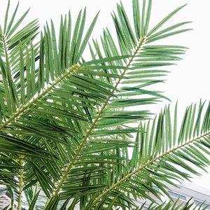 <span class=keywords><strong>Palmera</strong></span> de Coco Artificial Personalizable Songtao de 2.5m, Recta, de Fibra de Vidrio, Duradera, Anti-UV, Alta Simulación, Moderna, para Piscina y <span class=keywords><strong>Playa</strong></span> - Product Image 4